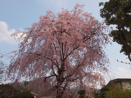 4.28山形の実家2.jpg