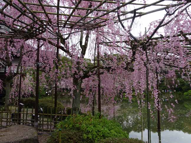 平安神宮 (6).JPG