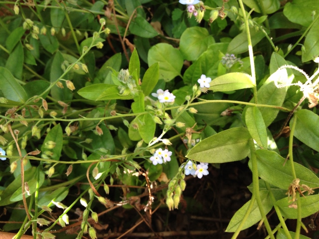 IMG_9297 (640x480).jpg