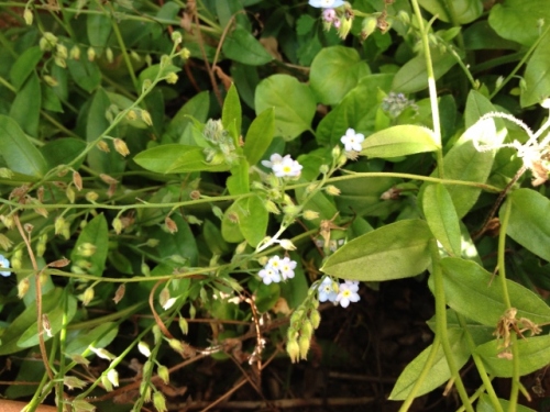 IMG_9297 (640x480).jpg