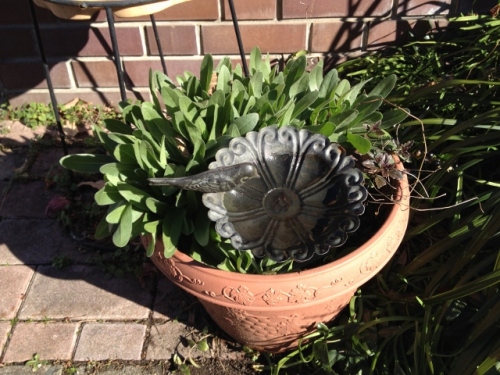 IMG_2571 (640x480).jpg