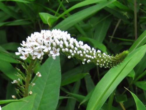 オカトラノオの花が咲いています 日当たりの良い 丘 で 虎の尾 に似た花を咲かせます しろうと自然科学者の自然観察日記 楽天ブログ