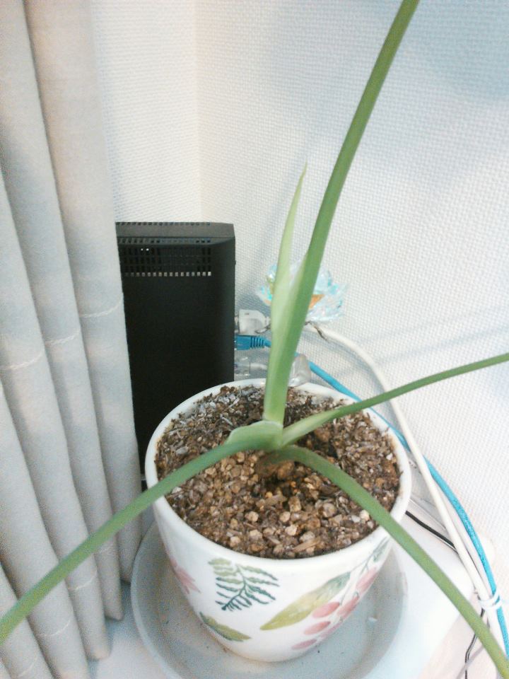 20130404_001.jpg