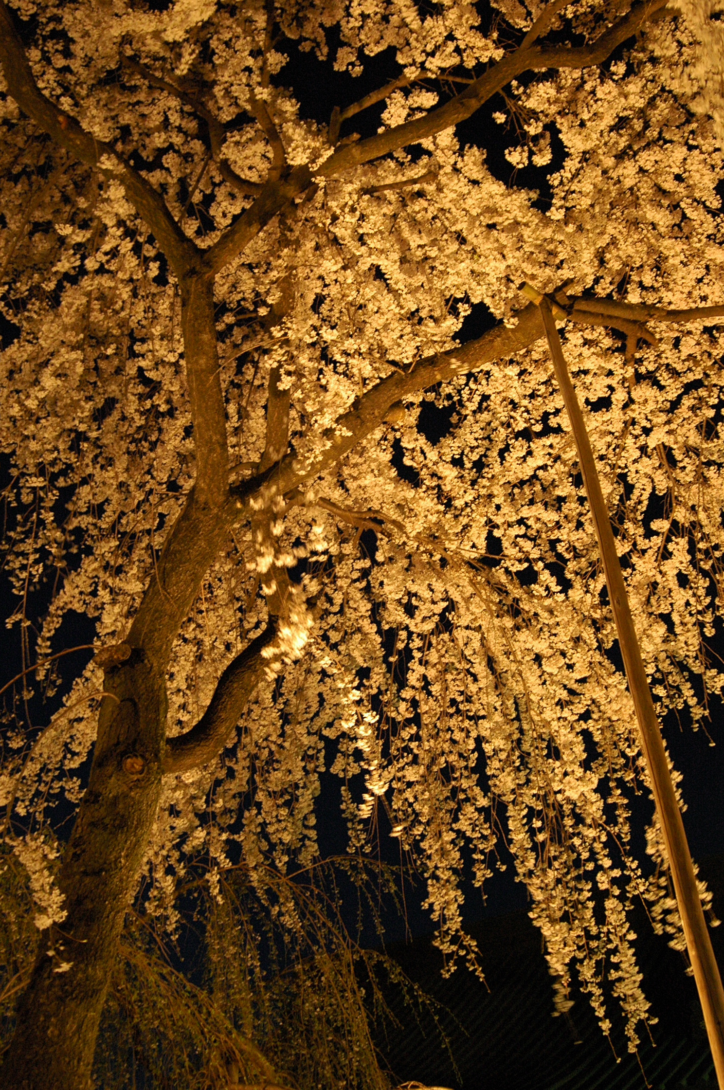 120408hanami4