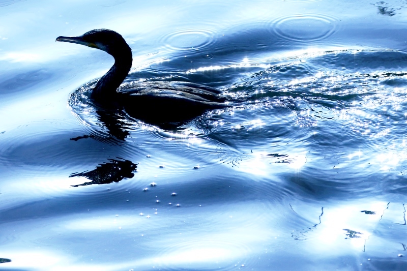 P95A0368 (800x533).jpg