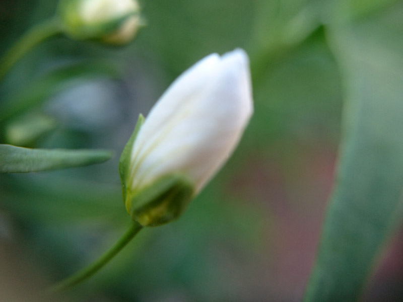DSC_0285 800x600.JPG