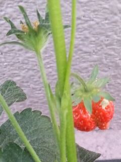 赤くなり始めた苺2017