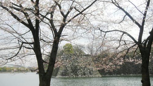 大阪城の桜 (2).JPG