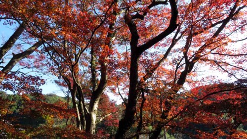 富貴寺 (19).JPG