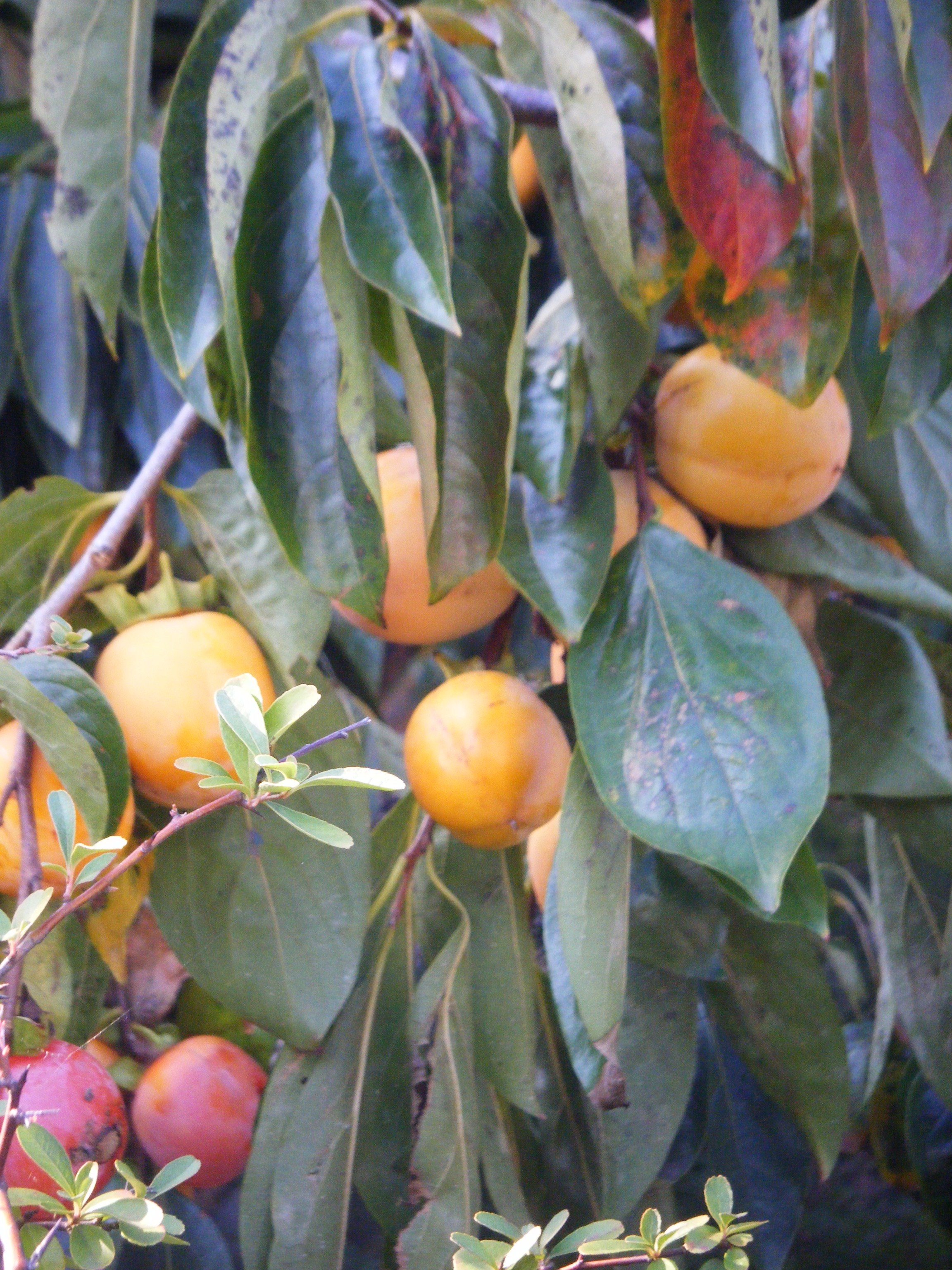 DSCF1430.jpg