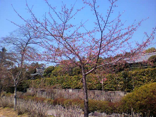 河津さくら♪2012.3.27.jpg