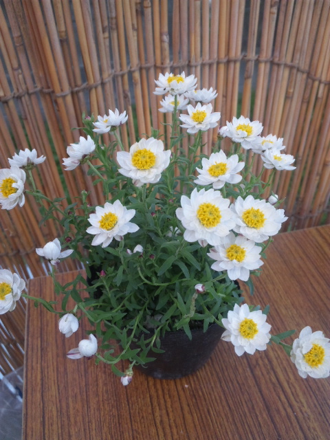 DVC00136.JPG