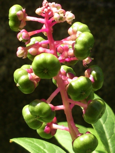 1307hana 055.jpg
