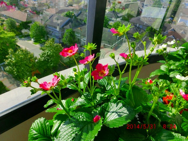 苺の花.jpg