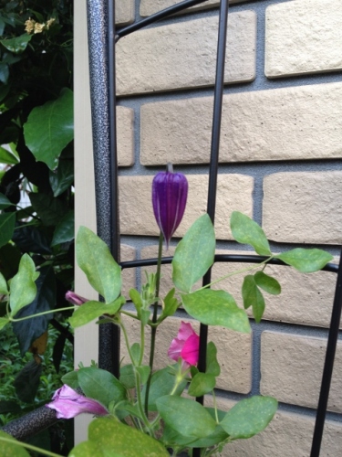 IMG_9363 (480x640).jpg