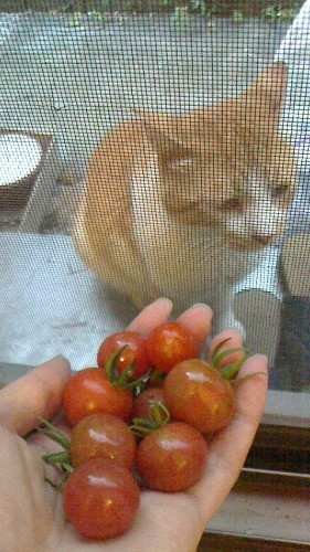 元気なミニトマトは順調に収穫しています V ネコ様とガーデニング 楽天ブログ