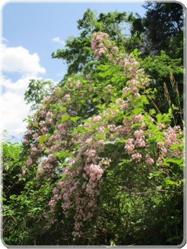 1514R122沿線風景（タニウツギの花）_1514.jpg