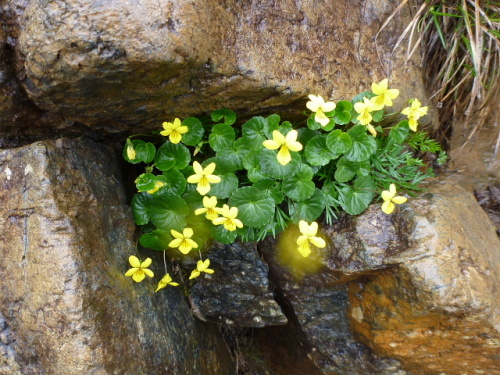 至仏山のお花達4.jpg