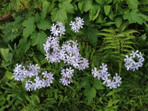 IMG_6945 (640x480).jpg