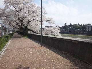 2015年4月　金沢の犀川