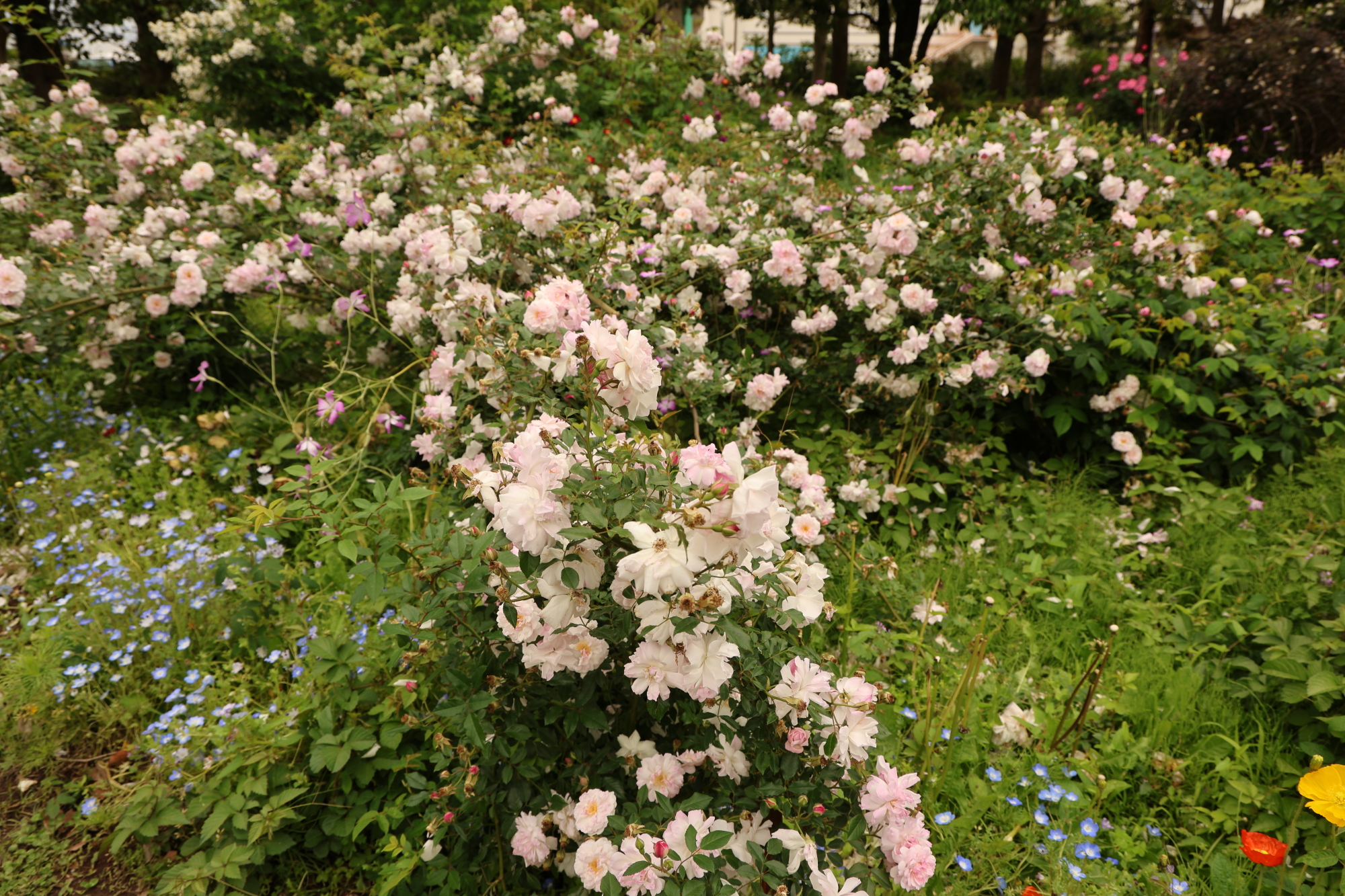 3Q9A7956.JPG