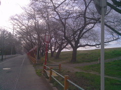 sakura20120331.jpg