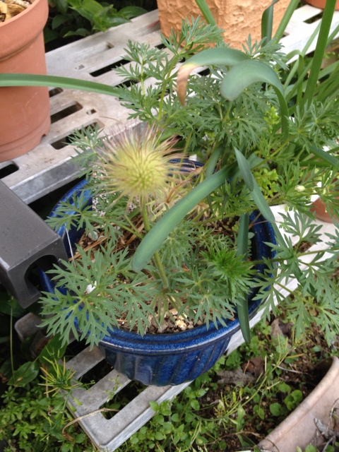 IMG_6897 (480x640).jpg