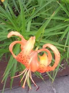 オニユリ2017_縦