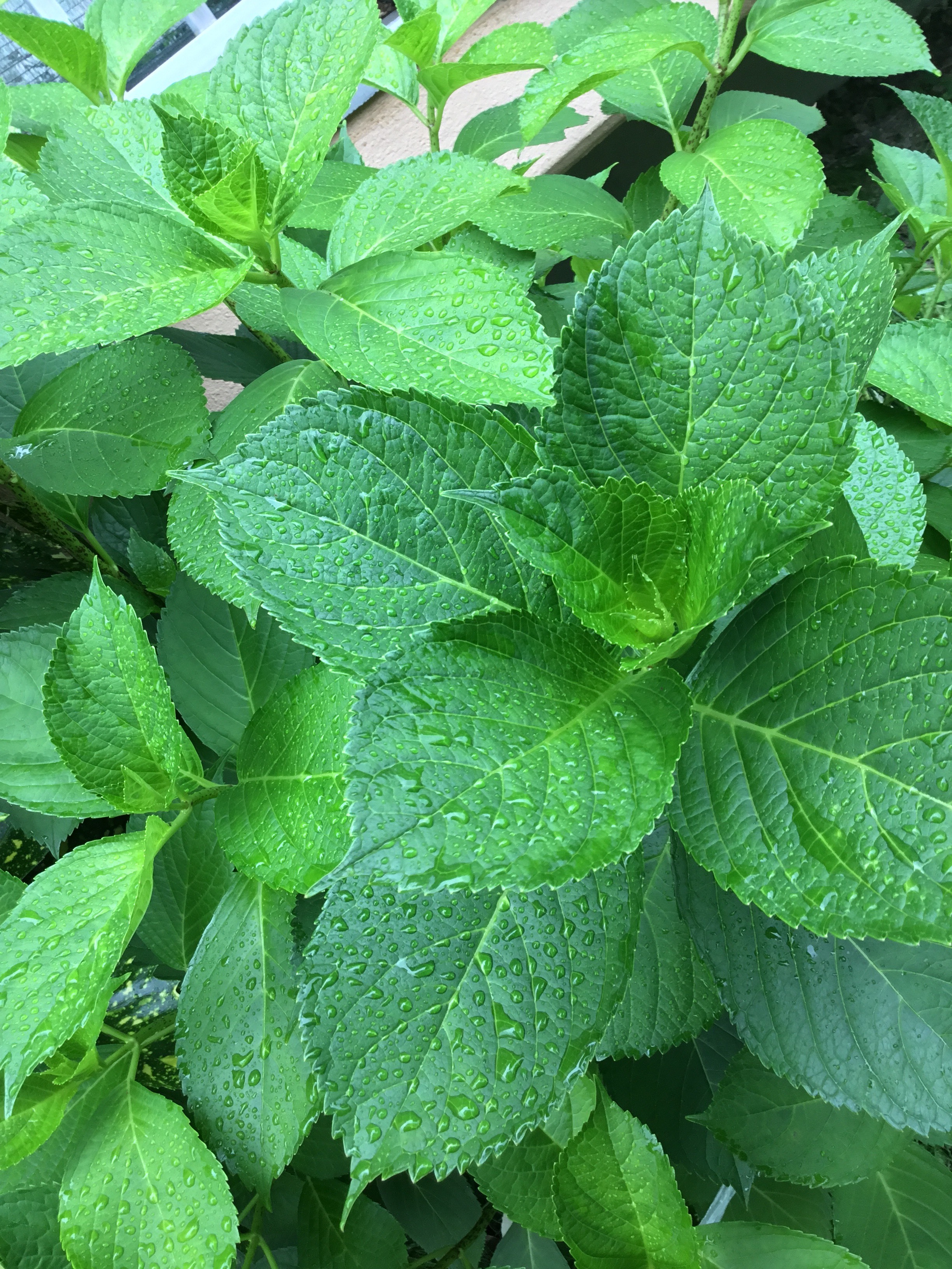2018.6.11  アジサイ　葉っぱは元気　花咲かず.jpg