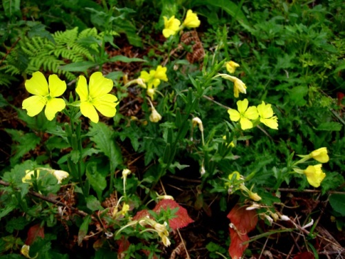 メマツヨイグサの花 秋の裏磐梯での自然観察 その27 しろうと自然科学者の自然観察日記 楽天ブログ