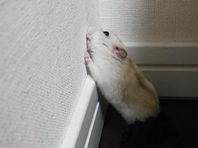 2014_05280239.JPG