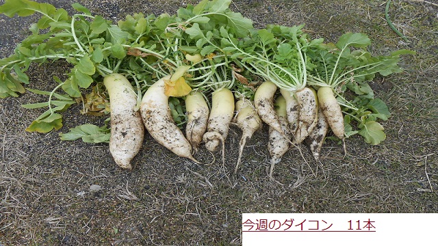 だいこん (2).JPG