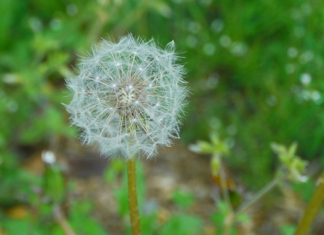 お庭は花盛り9.jpg