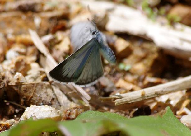 120520月山ルリシジミ２.jpg