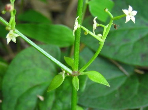 アカネの花 気仙沼大島での秋の植物観察 その1 しろうと自然科学者の自然観察日記 楽天ブログ