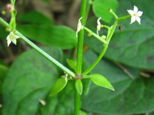 アカネの花 気仙沼大島での秋の植物観察 その1 しろうと自然科学者の自然観察日記 楽天ブログ