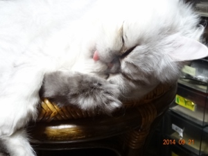 DSC04320 (300x225).jpg