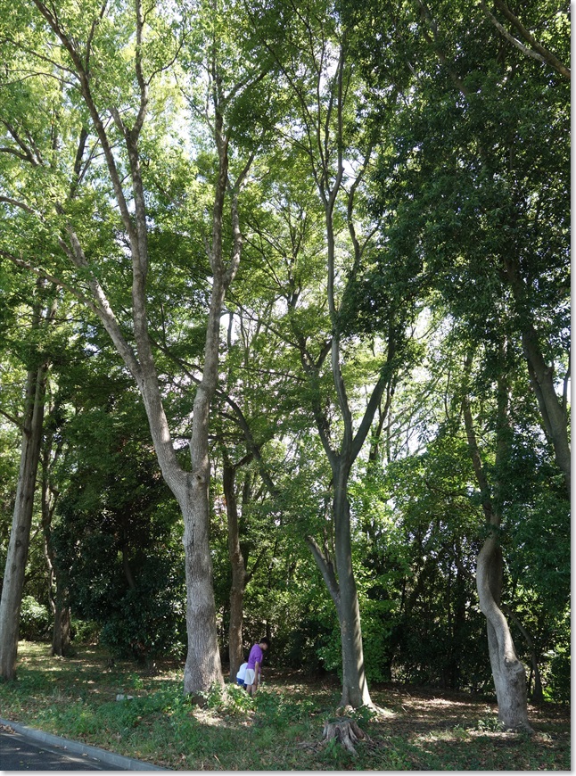 84森（？）もあります