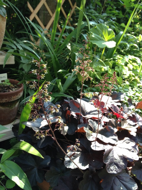 IMG_9281 (480x640).jpg