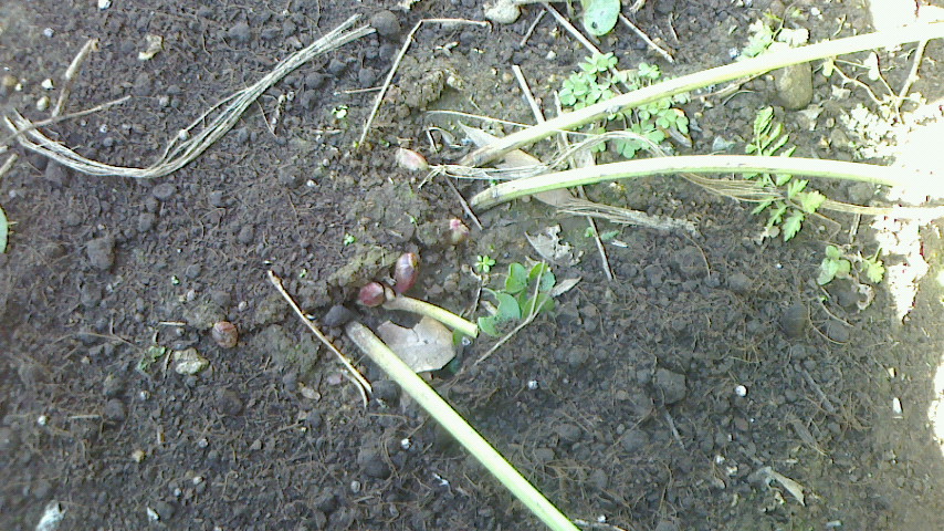 NEC_0675.JPG