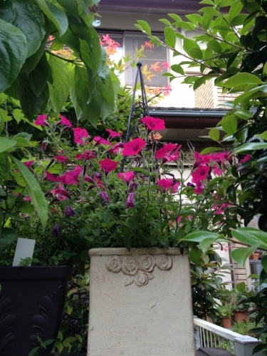 IMG_8936 (480x640).jpg