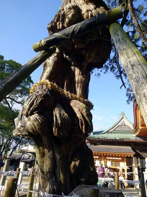新北（にきた ）神社 　飛龍木 瘤 (2).JPG