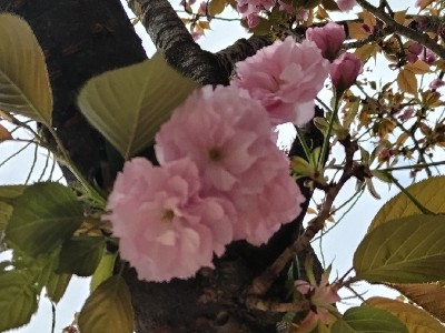 八重桜の枝2024.JPG