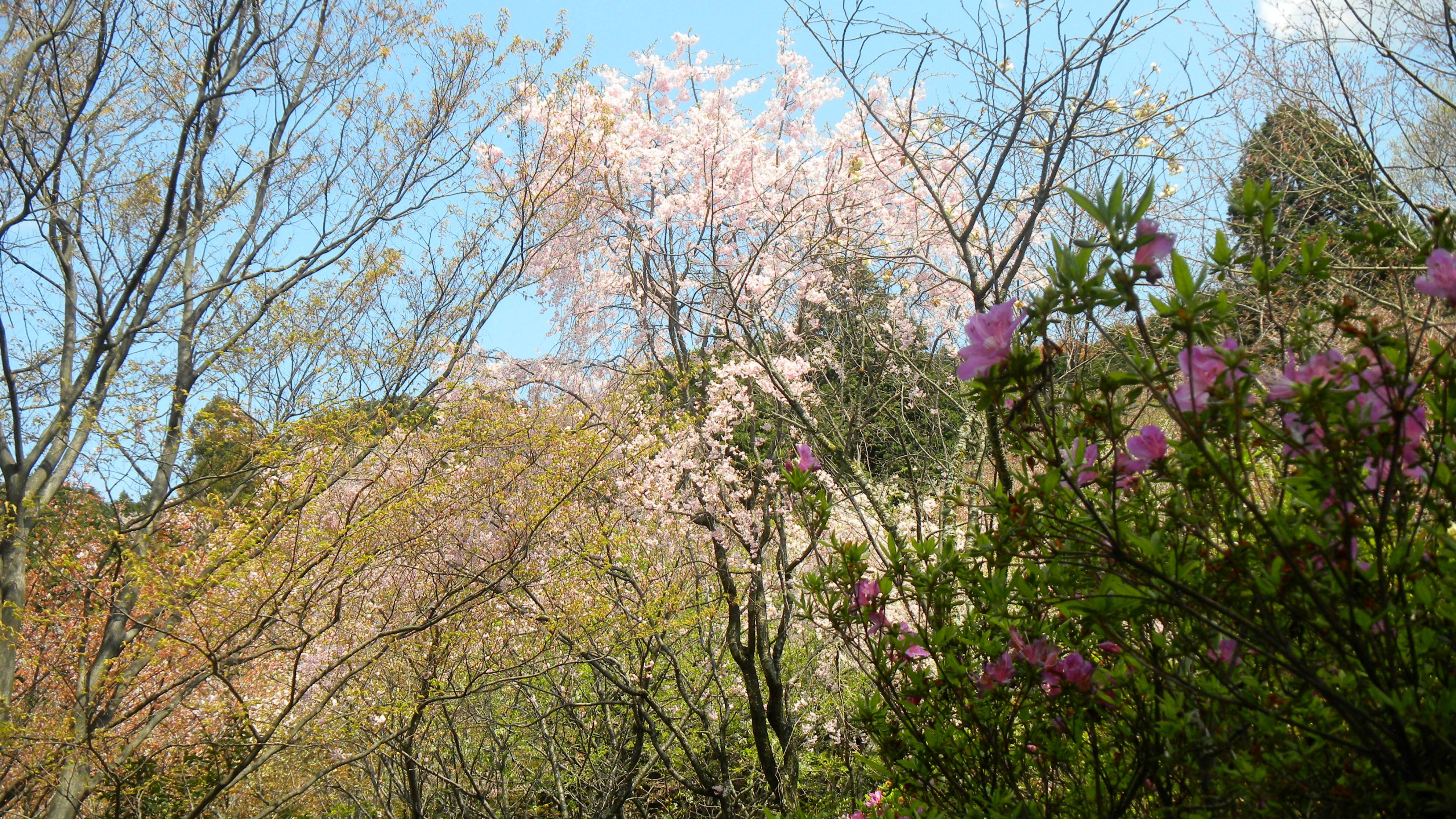 弘川寺・桜 (3).JPG