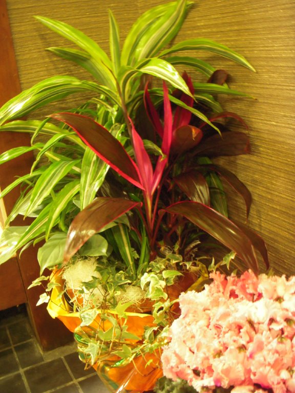 DSCN6151.jpg