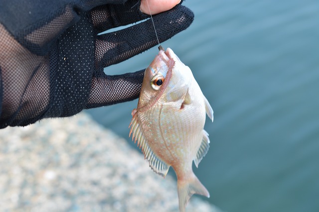 showPhoto (640×426)