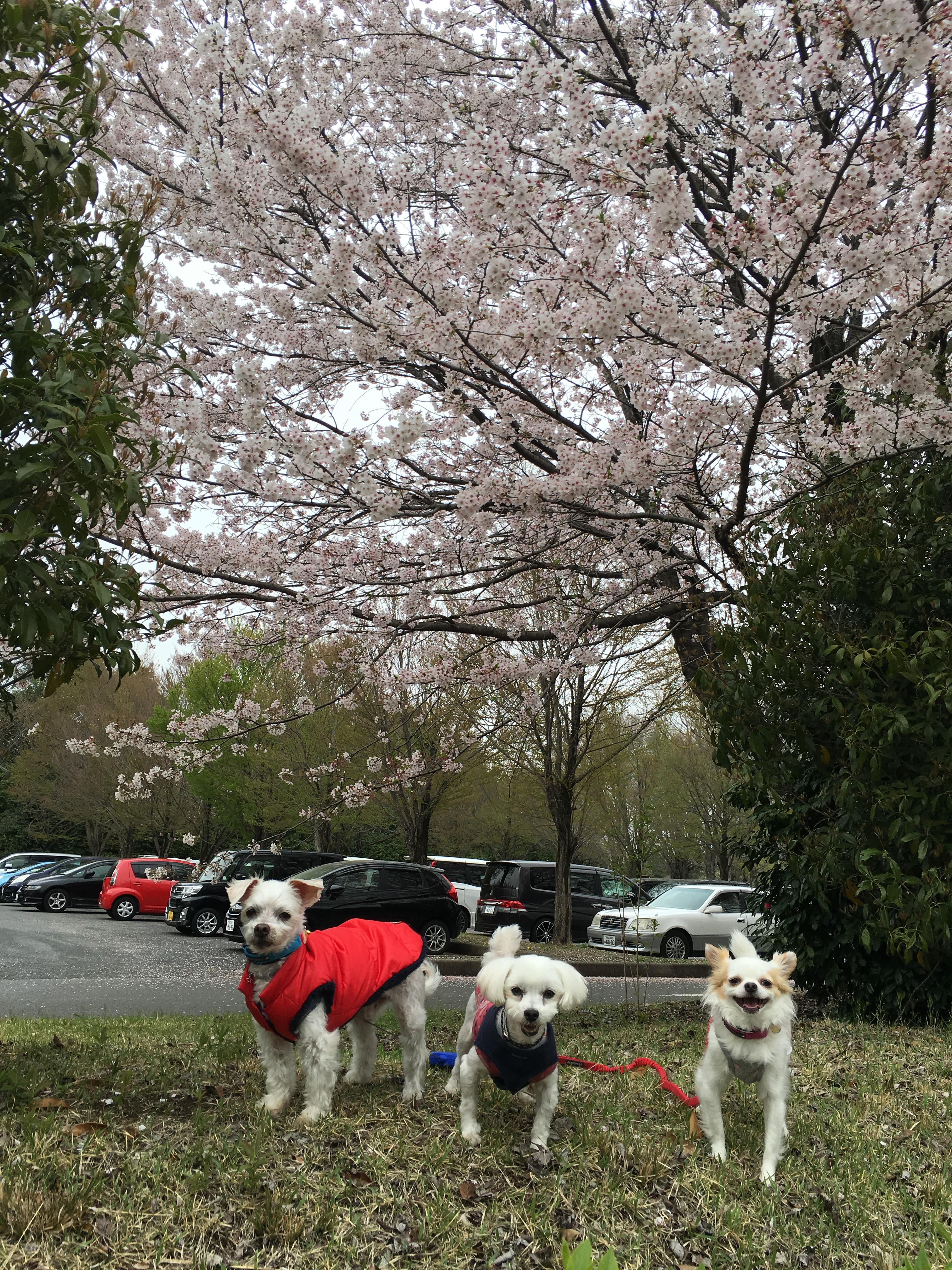201604151611_9252_iphone.jpg