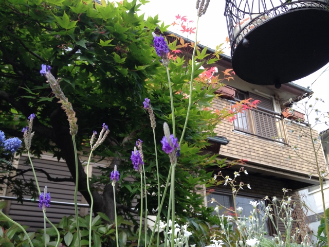 IMG_8939 (640x480).jpg