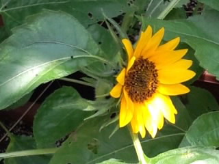 超ミニ向日葵2015