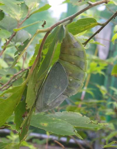20120715-2.jpg
